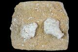 Mississipian Fossil Crinoids (Uperocrinus) - Missouri #80800-2